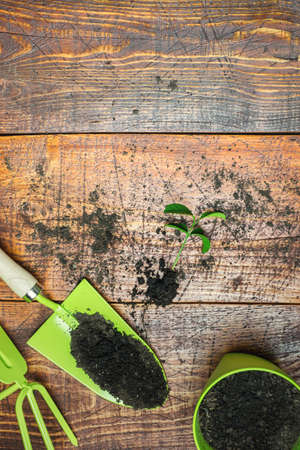Gardening tools, flowers, pots and soil on rustic wooden table. Spring in the garden concept. Top...