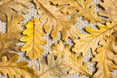 Dried autumn leaves on warm blanket, top view. Autumn concept background. Good pattern for design.の写真素材