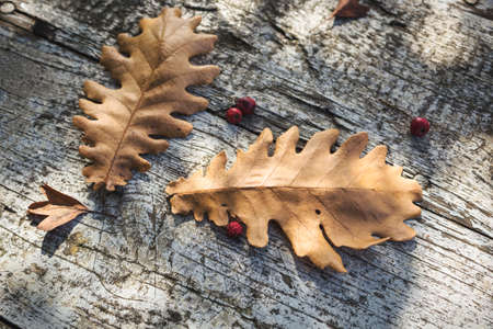 Autumn background with fallen leaves on rustic wooden board, close-up photo with selective focus.