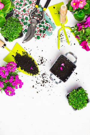 Garden tools and flowers on a white table. Spring in the garden concept background with free text space (top view, flat lay).の写真素材
