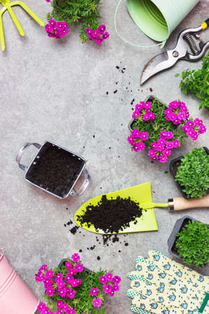 Garden tools, pots and flowers on a gray stone table. Spring in the garden concept background with...
