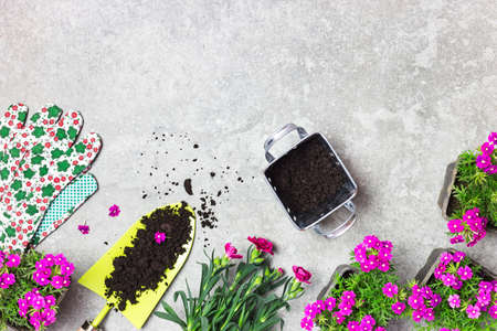 Garden tools, soil and pink flowers on a gray stone table. Spring in the garden concept background with free text space (top view, flat lay).の写真素材