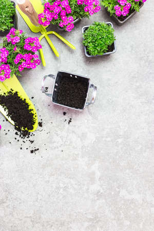 Garden tools, soil and flowers on a gray stone table. Spring in the garden concept background with free text space (top view, flat lay).の写真素材