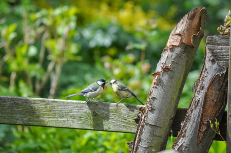 Two birds kissing together in love together kissing valentine lovebirds birding friendly friendlyの写真素材