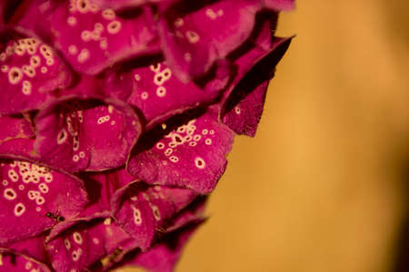 Flowers on brownの写真素材