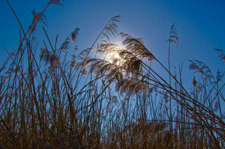 Sun shining trough reed on a blue の写真素材