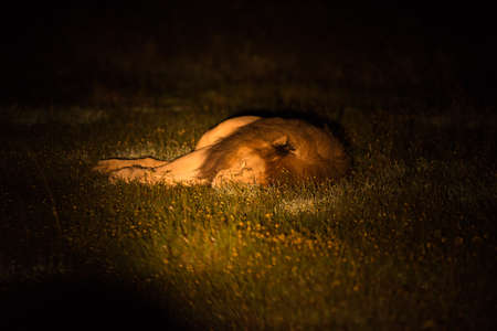 Sleeping lion during the night patrolの写真素材