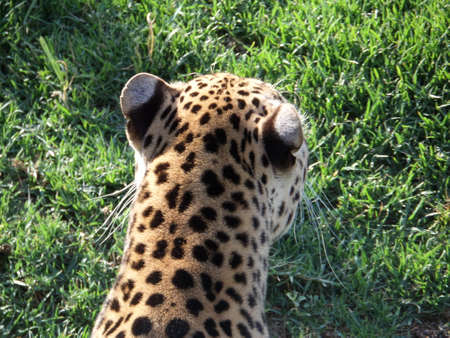 leopard
