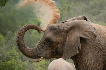 Elephant playing with sandの写真素材