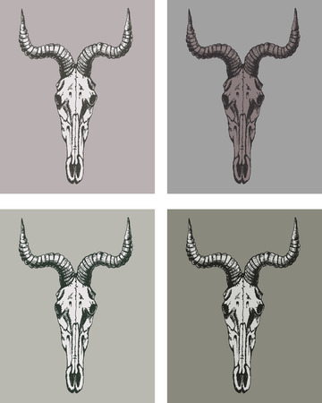 Hand-drawn Goat Skullのイラスト素材