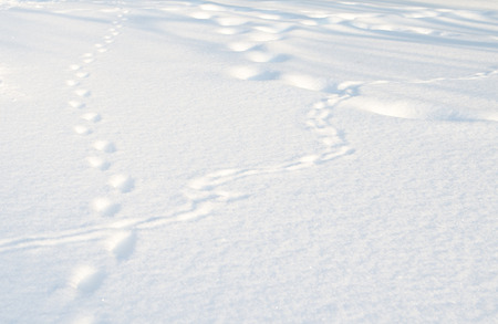 Tracks in the snow field