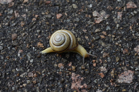 Snail crawling on the rocksの写真素材