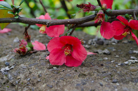 Red apple quince tree blossomの写真素材