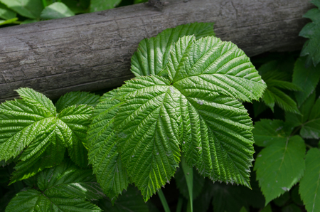 Green currant leaf close-up photo