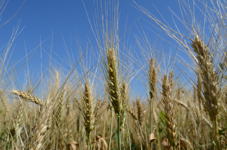 ears of wheat in the field close up photoの写真素材