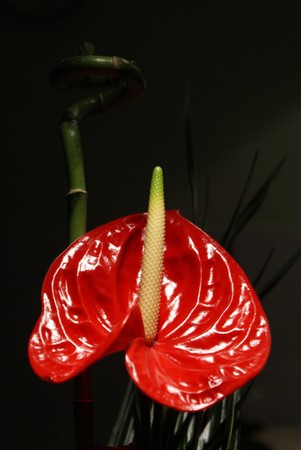 Red flower on black background