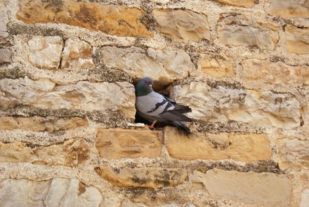 Pigeon bringing food.の写真素材