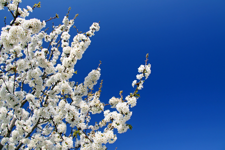 Cherry tree blossoming in the spring.の写真素材