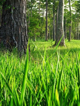 A forest of whimsical trees.の写真素材