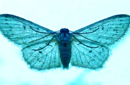 A bluish tint of moth resting on a window.の写真素材