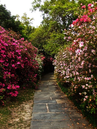 Walking down the path to the other side.の写真素材