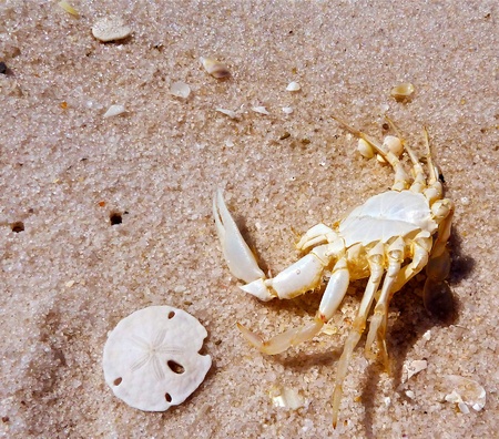 A crab shell sitting beside a sandollar.の写真素材