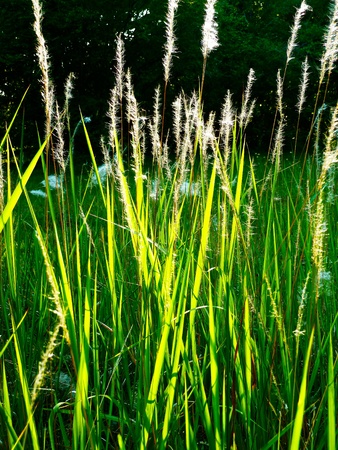 Feathery grass growing in my backyard.の写真素材