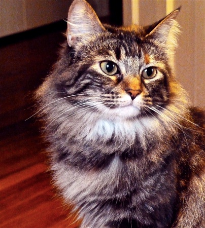 Maine Coon standing casually.の写真素材