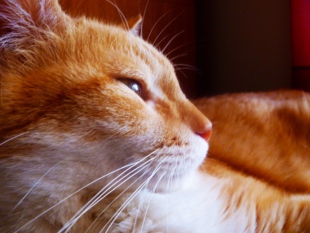Orange and white Tabby looking out.の写真素材