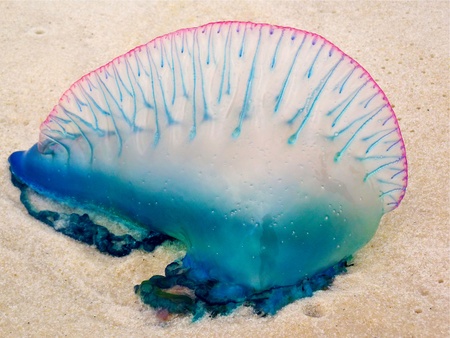 jellyfish on the sand.の写真素材