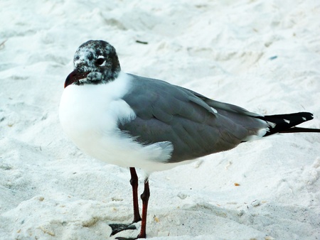 A seagull standing alone.の写真素材