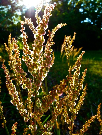 A flowery plant basking in the sunlight.の写真素材