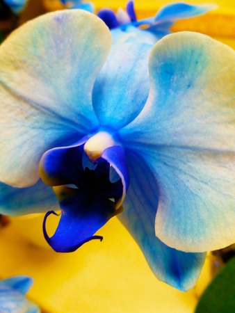 A vibrant blue and white orchid.の写真素材