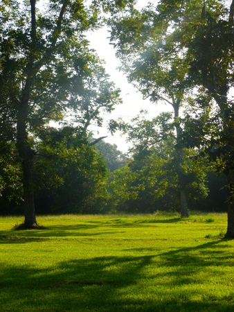 A tree landscape at dawn.の写真素材