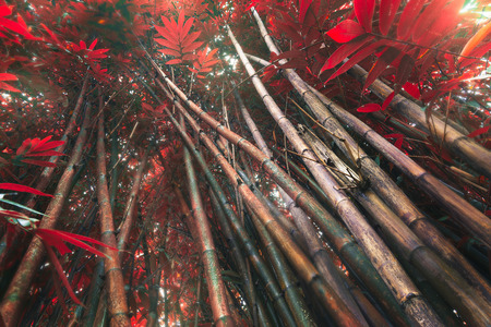 Magical red forest in Asia.の写真素材