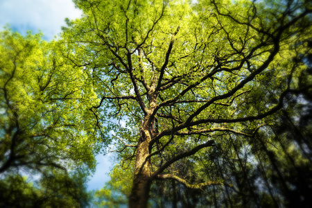 Magnificent trees.の写真素材