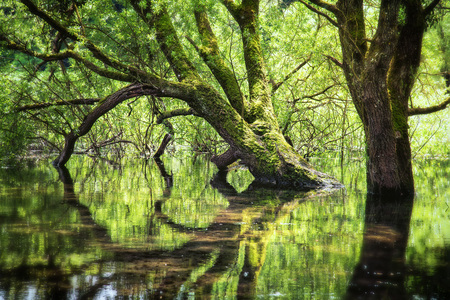 Tree leaving a beautiful reflection in the lake.の写真素材