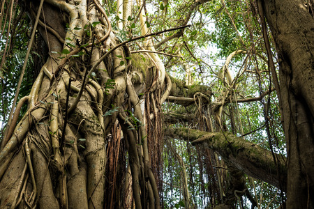 Within the jungle.の写真素材