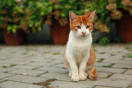 Close up portrait of red kittenの写真素材