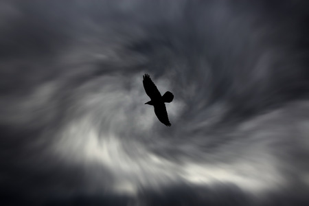 Bird silhouette on dark cloudy sky backgroundの写真素材