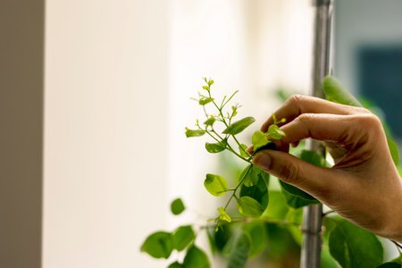 Hand touching a new buds which are freshly sproutingの写真素材