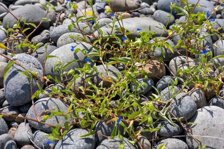 Blue flowers(dayflower) blooming among pebbles