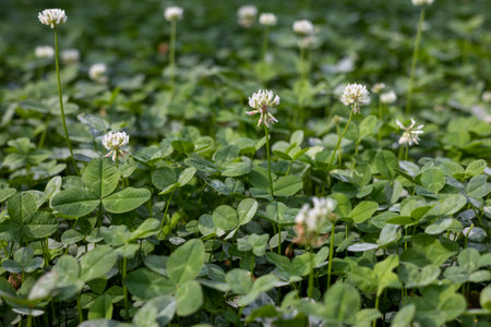 A forest scene full of cloversの写真素材