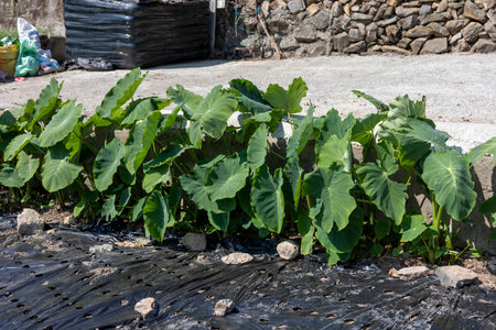 Taro leaves grown in the fields, Colocasia esculentaの写真素材