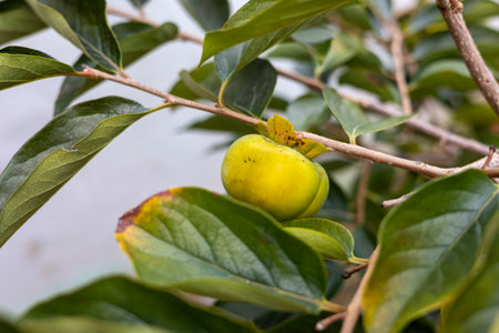 persimmon fruit grown on persimmon treesの写真素材