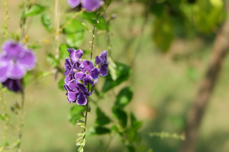 purple flowerの写真素材