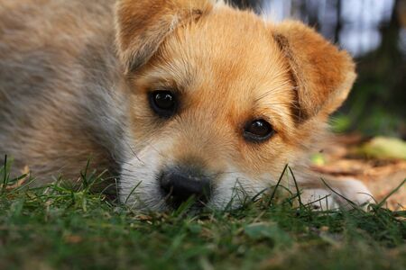 Sweet puppy lying on grass