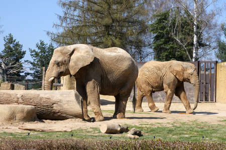 Two elephants walking in the zoo enclosureの写真素材