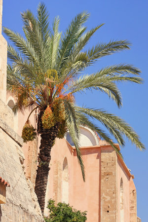 A green palm tree against the backdrop of stone buildings and the pure blue sky. Photo from Greeceの写真素材