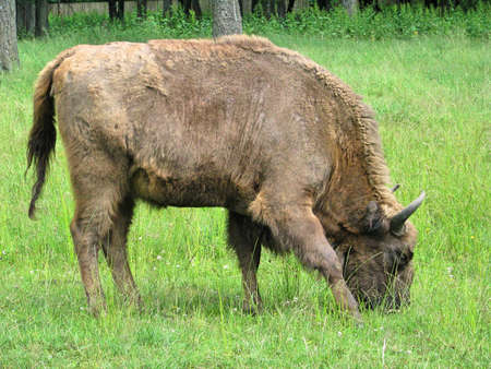 A european bison grazing on green grass in the BiaÅowieza National Park, Poland. A aurochs in Polandの写真素材